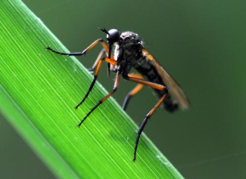 Empis opaca